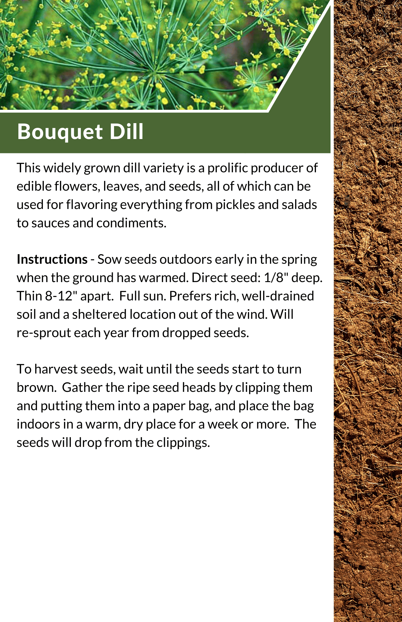 2023 Seed Library - Bouquet Dill