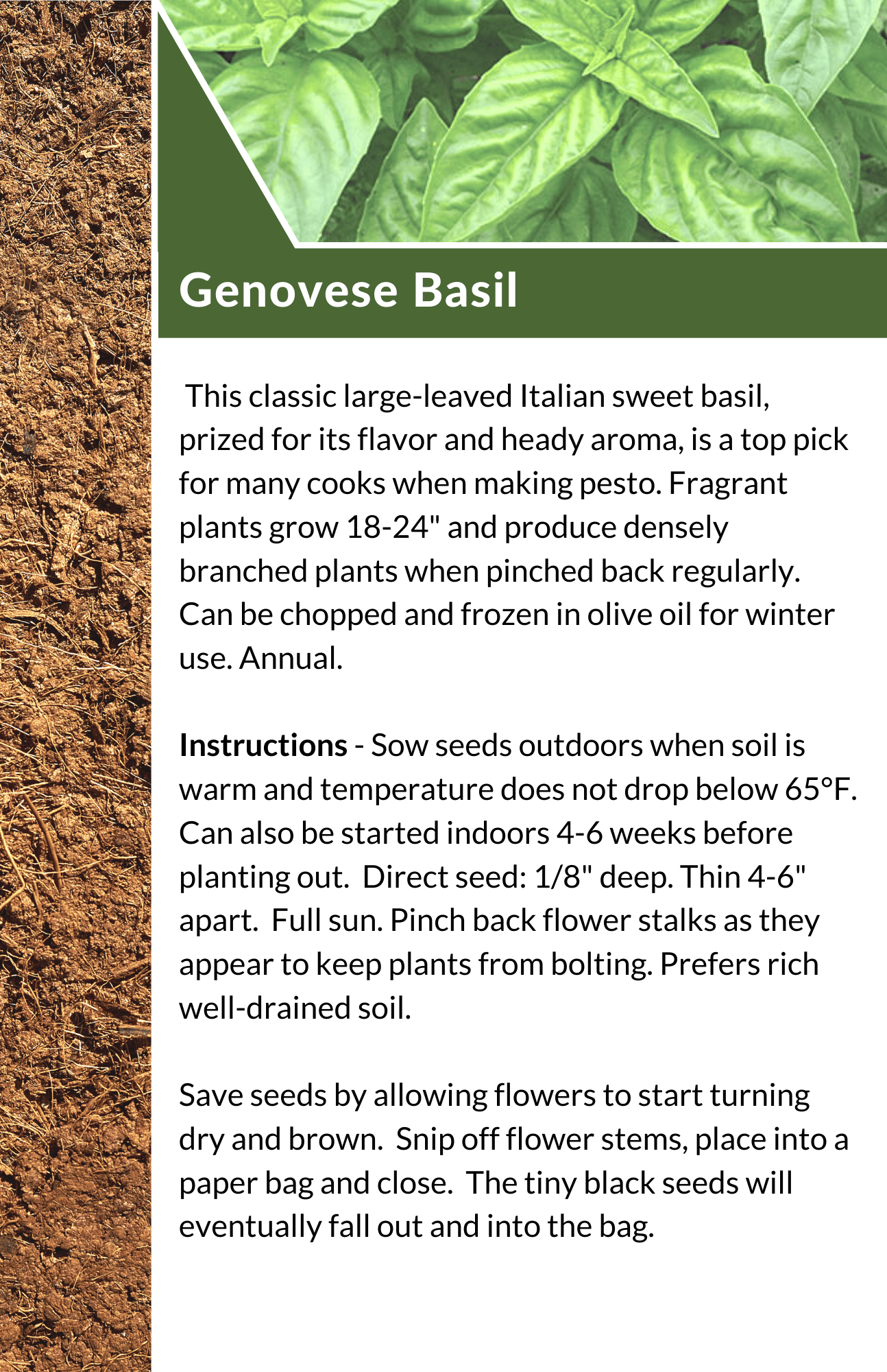 2023 Seed Library - Genovese Basil