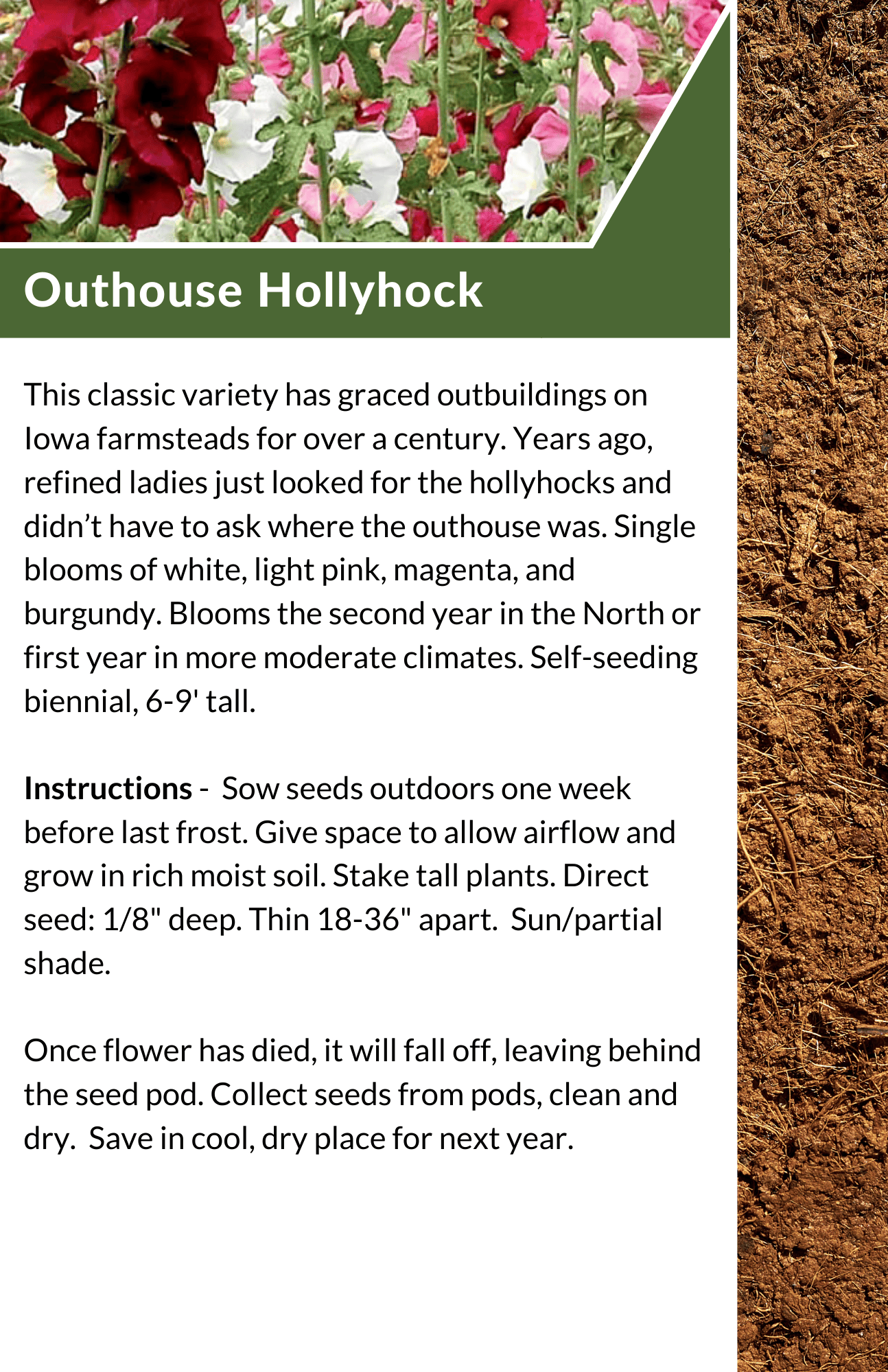 2023 Seed Library - Outhouse Hollyhock
