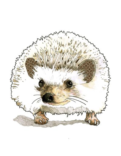 Illustration of a hedgehog against a white backdrop.